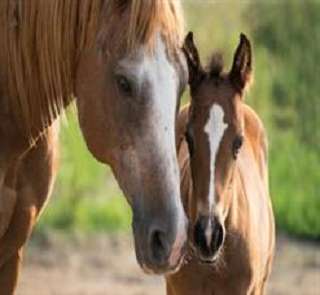 Pferdehalter Haftpflichtversicherung Vergleich